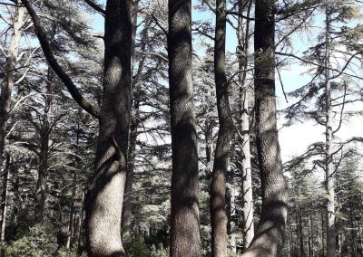 Cedar forest
