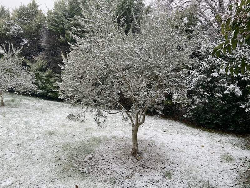 Olive trees under the snow